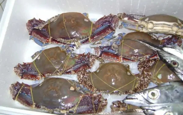 Frozen Crabs