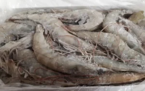 Frozen Shrimps