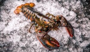 Frozen Lobsters